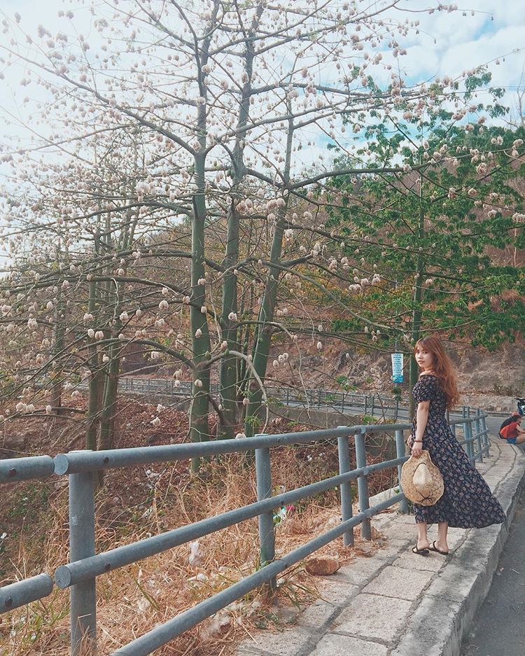 Gọi tên mùa hoa bông gòn Vũng Tàu đẹp lãng mạn tựa thước phim Hàn Quốc