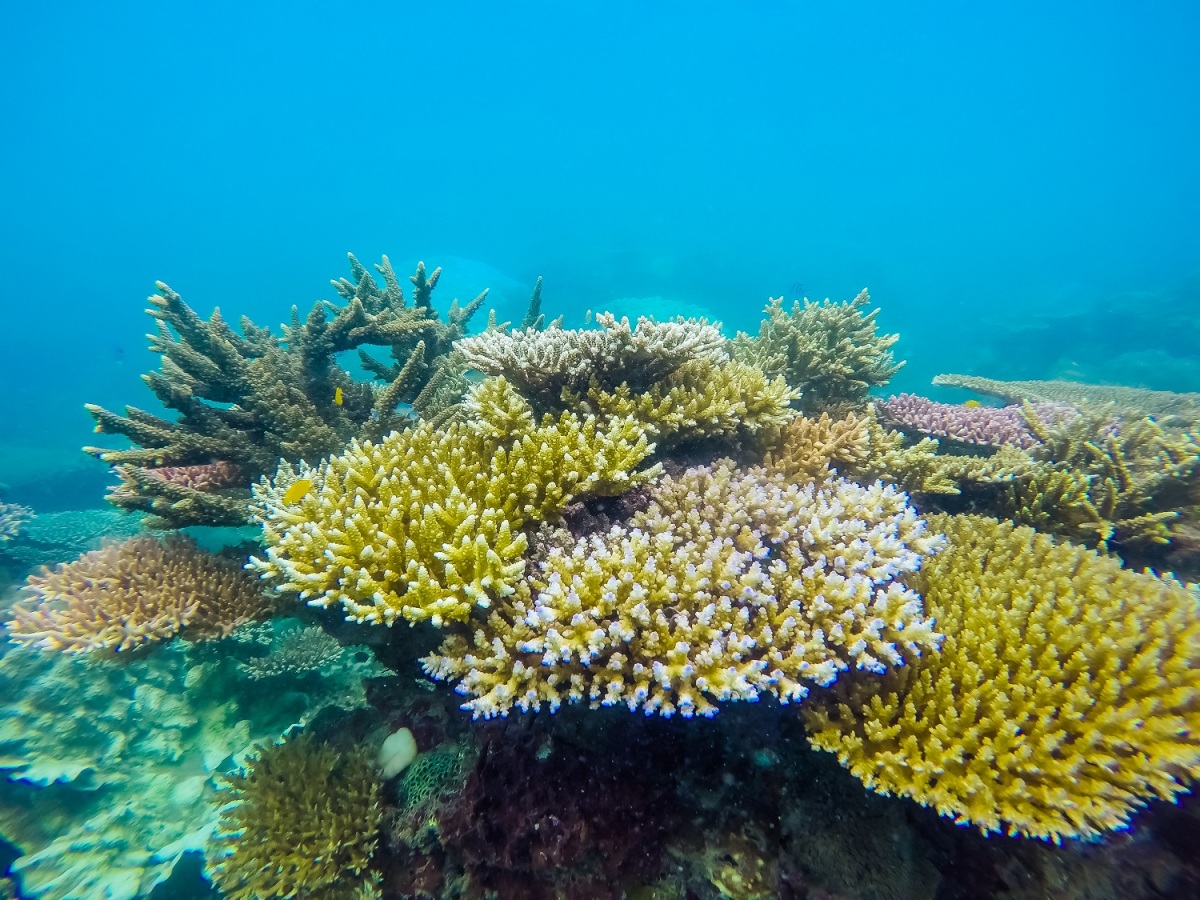 Nếu muốn lặn sâu ngắm san hô ngập tràn màu sắc thì bạn nên chọn loại hình lặn biển này