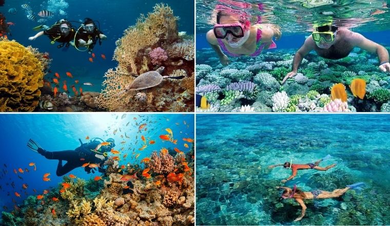 Lặn biển ngắm san hô là hoạt động giải trí hấp dân tại Côn Đảo 