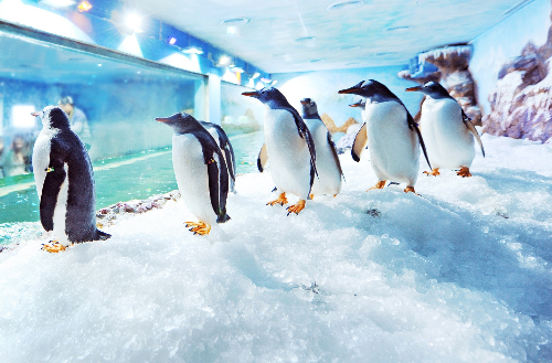 Du lịch Phú Quốc vui đùa cùng chim cánh cụt