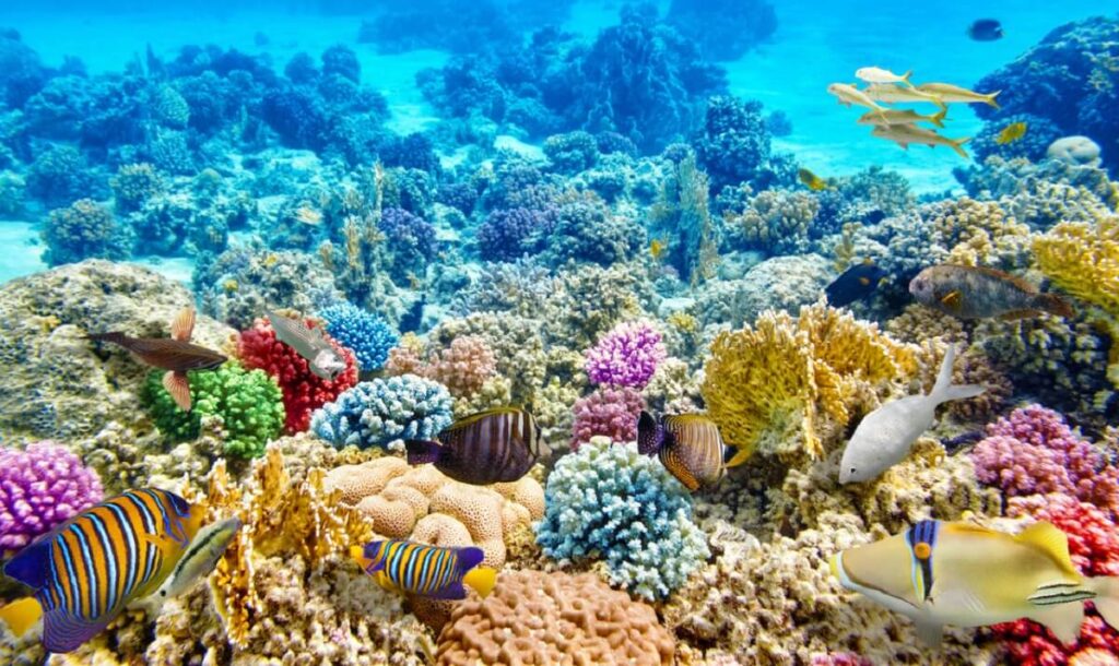 Rạn san hô trù phú, tuyệt đẹp ngay trước mắt là một trải nghiệm khó quên khi lặn biển Phú Quốc