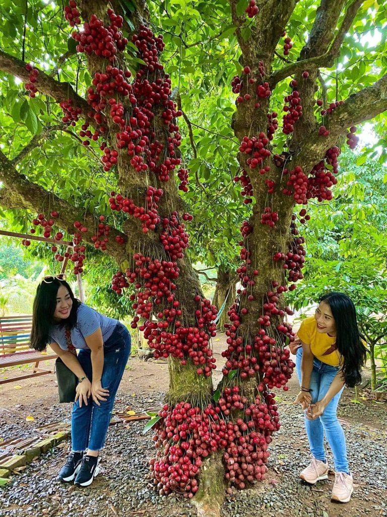  Vườn cây đỏ độc đáo ở Cao Nguyên Vân Hòa 