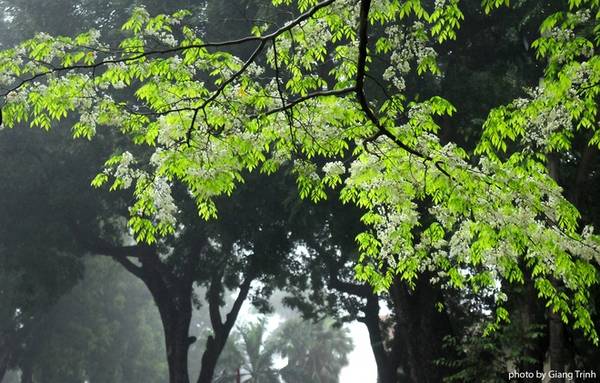 Hoa sưa những ngày này đã nở trắng trên nhiều con phố Hà Nội, cùng với thời điểm thời tiết miền Bắc mưa phùn và sương mù.
