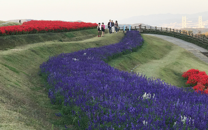 Công viên hoa Awaji Hanasajiki nằm trên đỉnh đồi của đảo Awaji (ở tỉnh Hyogo, Nhật Bản) nhìn ra vịnh Osaka. Hòn đảo có diện tích 592 km2, phần lớn diện tích là công viên, cây xanh.