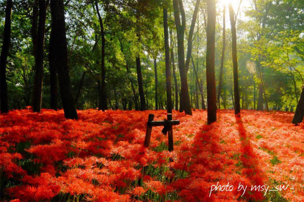 Những ngày tháng 10 này, du khách tìm đến với vườn hoa bỉ ngạn đỏ rực ở công viên Kinchakuda, thành phố Hidaka của Nhật rất đông.