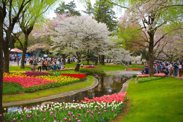 Showa Kinen là công viên do Chính phủ Nhật Bản trực tiếp điều hành. Công viên này được xếp vào top 10 điểm đến để ngắm hoa anh đào đẹp nhất mùa xuân và 11 danh lam thắng cảnh đẹp quanh Tokyo.