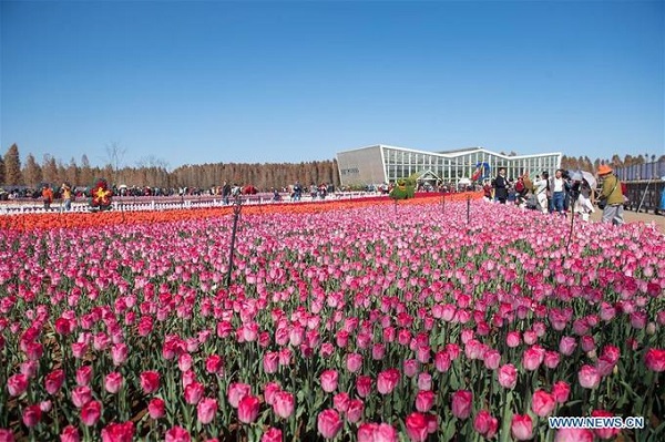 Du lịch Trung Quốc tham quan hoa tulip nở rực rỡ ở công viên Laoyuhe Wetland