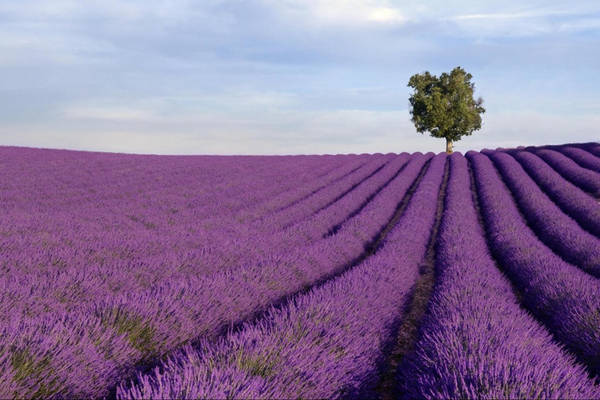 Đồng hoa oải hương (Pháp): Provence nằm ở phía nam nước Pháp, đặc biệt thu hút du khách từ tháng 6-8 hàng năm nhờ màu sắc lãng mạn cùng hương thơm dịu của hàng triệu cây oải hương. Ảnh: Gray Line Tours.