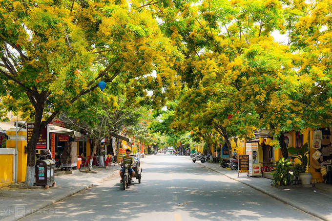 Hai bên đường Phan Chu Trinh rợp sắc hoa sưa vàng. Nhiếp ảnh gia Đỗ Anh Vũ (Hội An), tác giả bộ ảnh, cho biết ở phố cổ có 2 tuyến đường chính trồng hoa sưa là Nguyễn Huệ và Phan Chu Trinh, mỗi nơi có 20 cây.