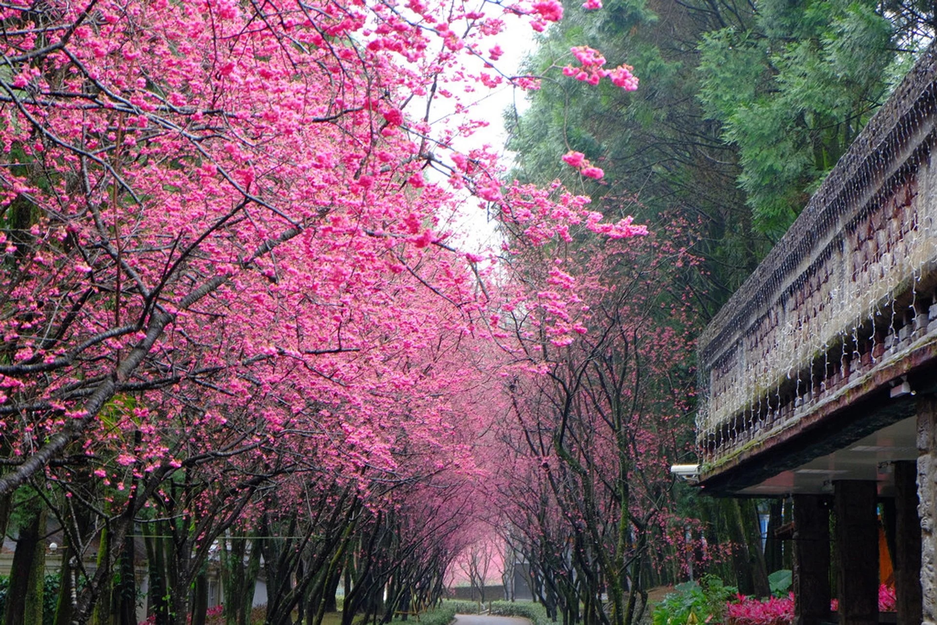 Thưởng ngoạn mùa hoa anh đào thơ mộng trong tour Đài Loan 5N4Đ